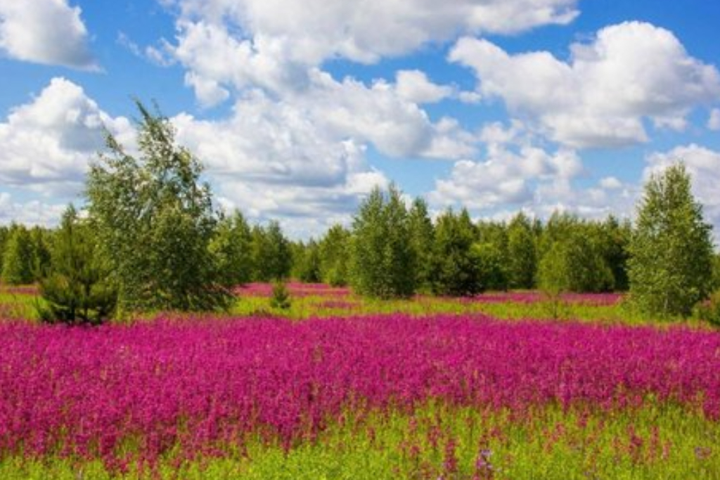 Программа «Народные игры»