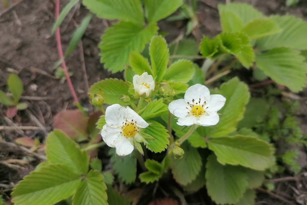 Экологическая квест-игра «Наедине с природой»