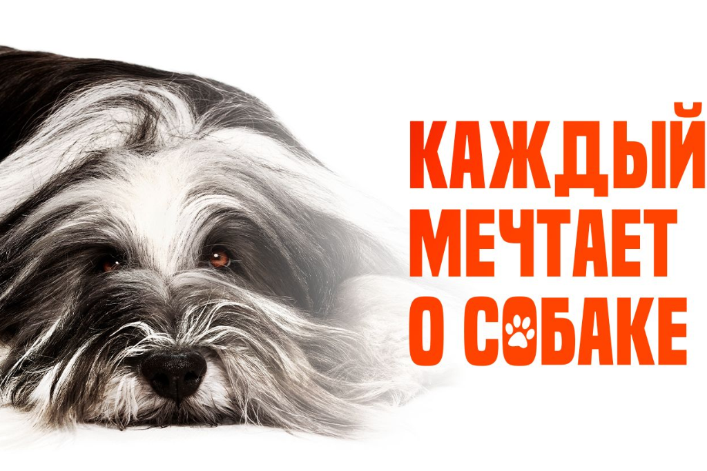 Каждый мечтает о собаке