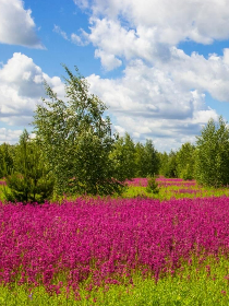 Программа «Посиделки праздник души»